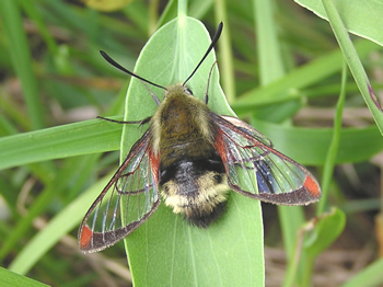 Clearwing Moth, Hemaris diffinis