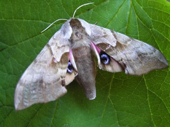 One-eyed Sphinx Moth, Smerinthus cerisy