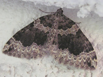 September Thorn Moth, Synaxis pallulata