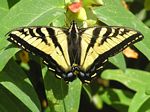 Western Tiger Swallowtail, Papilio rutulus