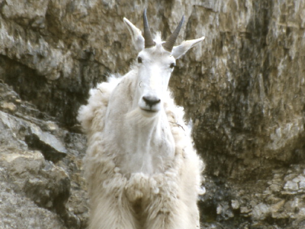The Shabby Mountain Goat