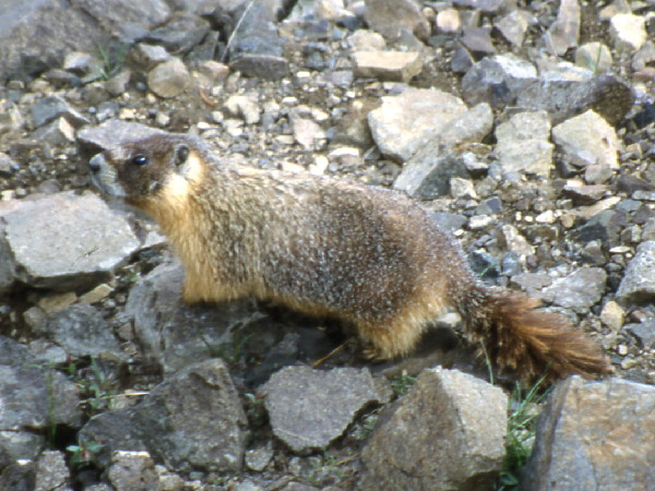 The Yellow-bellied Marmot 