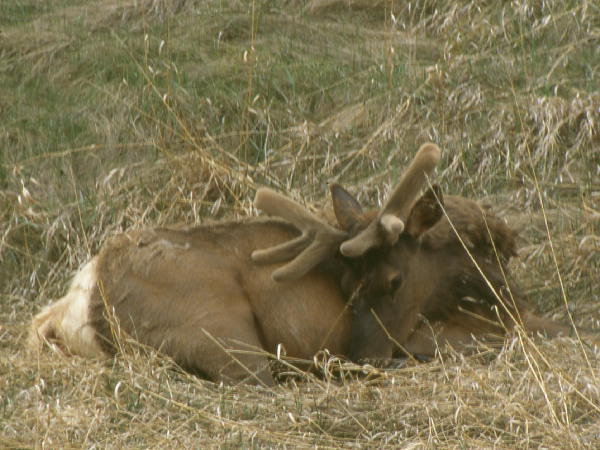 The Snoozing Elk 
