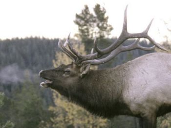 The Bugling Elk