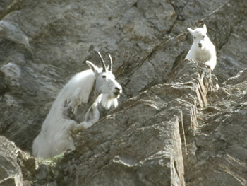 The Climbing Mountain Goats 