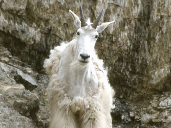 The Shabby Mountain Goat