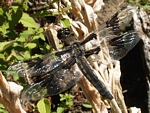 Eight-spotted Skimmer, Libellula forensic, female