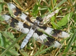 Eight-spotted Skimmer, Libellula forensic, male