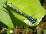 Northern Bluet, Enallagma annexum, female