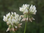 White Clover, Trifolium repens 