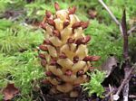 Ground Cone, Boschniaia strobilacea