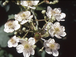 Himalayan Blackberry - flowers