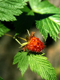 Salmonberry - fruit