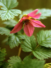 Salmonberry - flower