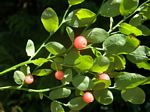 Red Huckleberry, Vaccinium parvifolium 