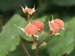Thimbleberry, Rubus parviflorus 