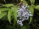 Blue Elderberry, Sambucus caerulea