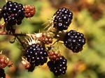 Himalayan Blackberry, Rubus armeniacus 