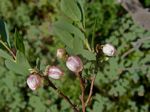 Bog Blueberry, Vaccinium uliginosum