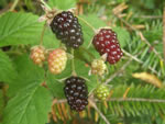 Trailing Blackberry, Rubus ursinus 