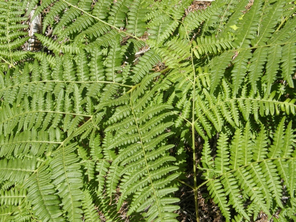 Bracken Fern