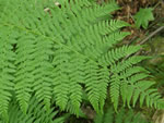 A Look at Ferns