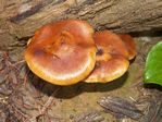 Honey mushroom,  Armillaria Mellea Group