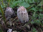 Shaggy Mane Mushroom, Coprinus comatus 