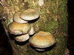 Late Oyster Mushroom, Panellus serotinus