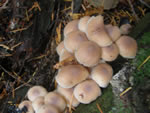 Clustered Collybia, Collybia acervata