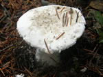 Wood Mushroom, Amanita silvicola