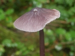 Lilac Bonnet, Cortinarius casimiri