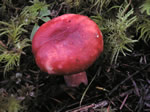 Russula rosacea