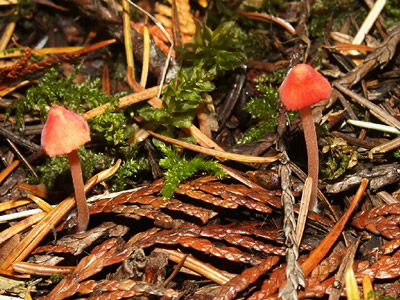 Red Cap Mushrooms