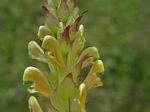 Sickletop Lousewort, Pedicularis racemosa