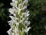 White Bog Orchid, Platanthera dilatata