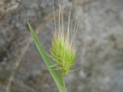Bristly Dogstail Grass