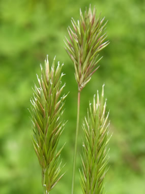Sweet Vernalgrass