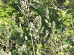 Velvet Grass, Holcus lanatus