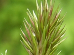 Buffalo Grass, Anthoxanthum odoratum