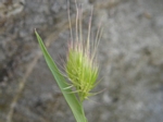 Bristly Dogtail Grass, Cynosurus echinatus