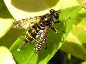 Flower Fly, Hadromyia crawfordi