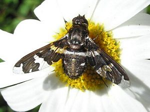 Bee Fly, Exoprosopa dorcadion