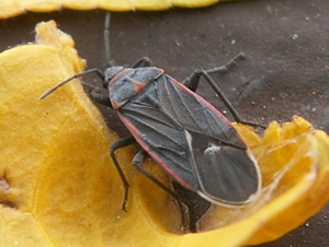 Neacoryphus lateralis