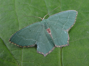 Emerald Moth, Hemithea aestivaria