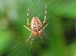 The Secret World of Spiders