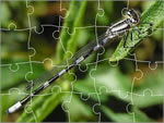 Incredible Insect Jigsaw Puzzles