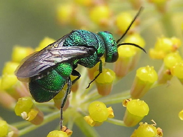 Wasps Insect