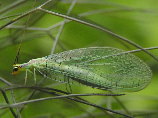 Green Lacewing, Chrysopa coloradensis
