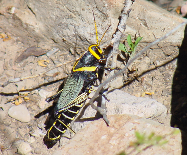 Horse Lubber Grasshopper, Taeniopoda eques